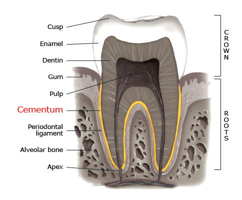 Cementum within a tooth