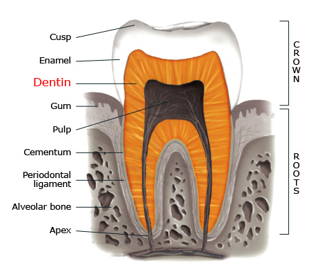 Dentin within a tooth
