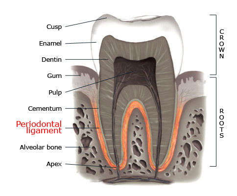 Periodontal ligament within a tooth