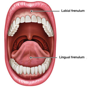 Frenulum of the tongue and the lip