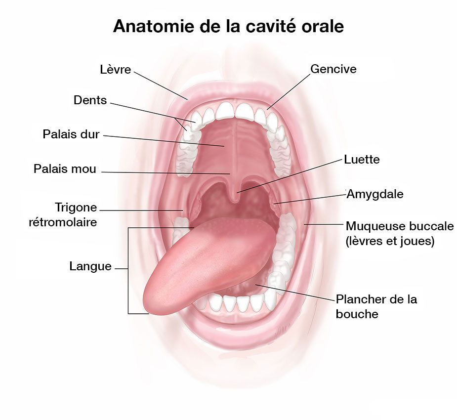 Anatomie de la cavité orale - bouche