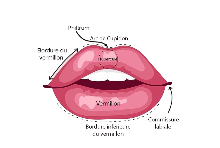 Anatomie des lèvres