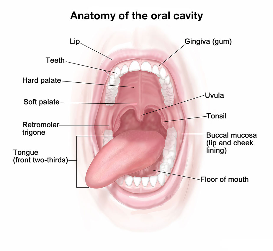 Anatomy of the oral cavity - mouth