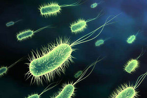 Bactéries nocives