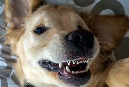Orthodontie pour chien