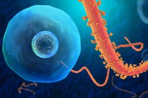 Virus Ebola entrant dans une cellule