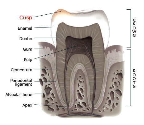 Cusp within a tooth