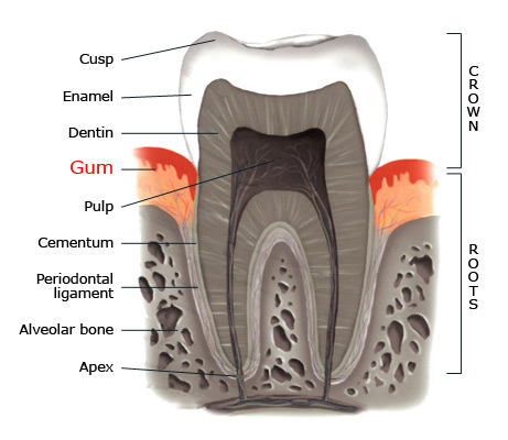 gum within a tooth