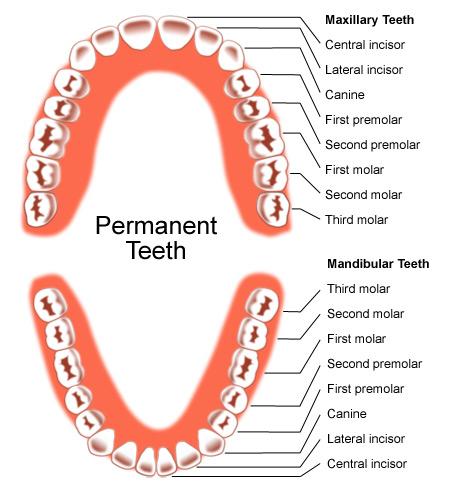 Permanent Teeth