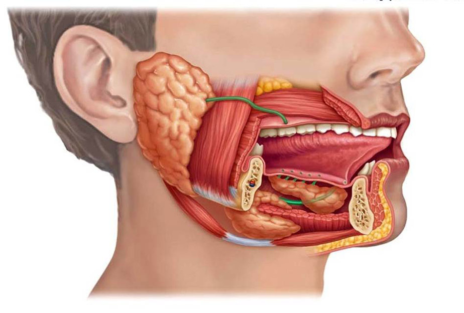 Anatomie des glandes salivaires