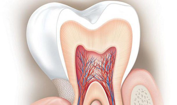 Root of tooth exposed after gum recession