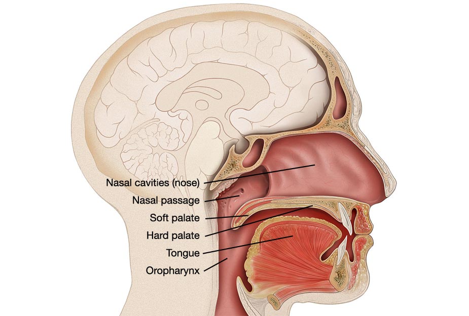 Palate anatomy, photo adapted from an original created by Patrick J. Lynch, medical illustrator.