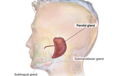 Parotid gland