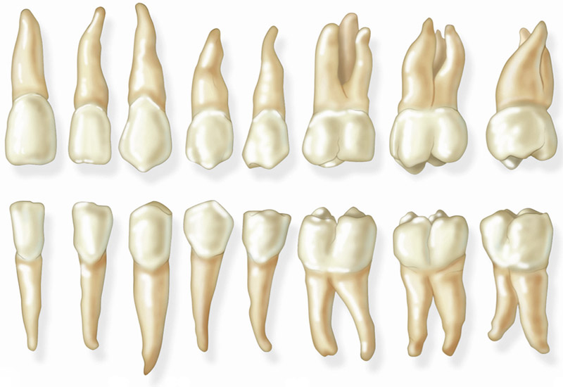 Dents permanentes (dents adultes)